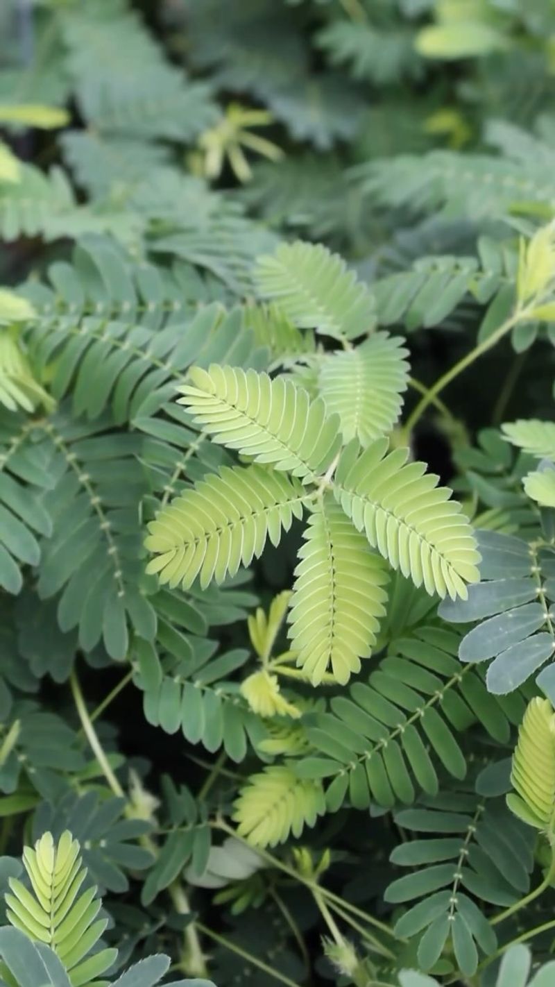 Mimosa Pudica: The Shy Performer