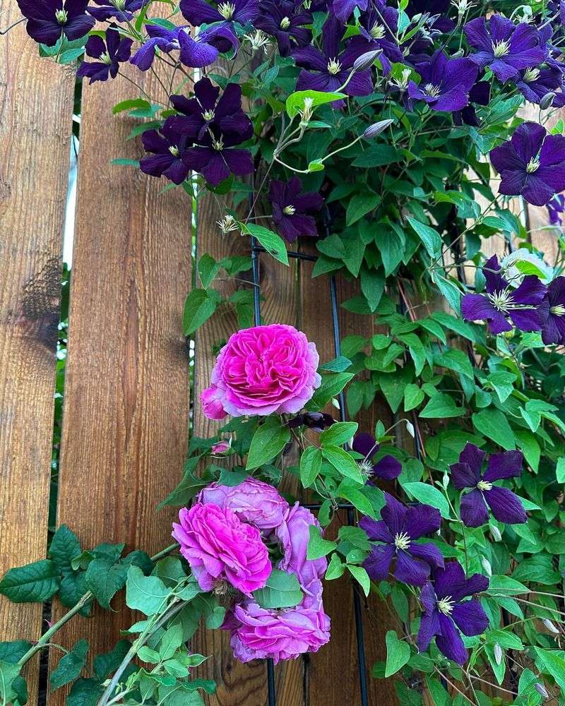 Clematis: The Perfect Climbing Partner