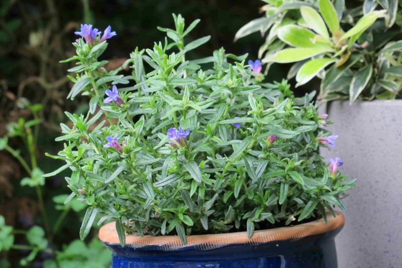 Lithodora