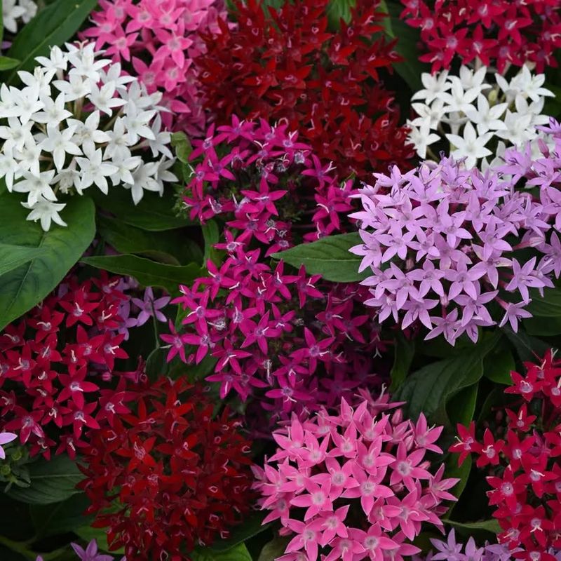 Pentas
