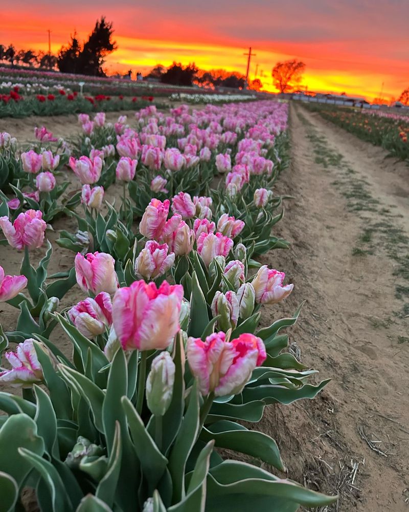 Tulips