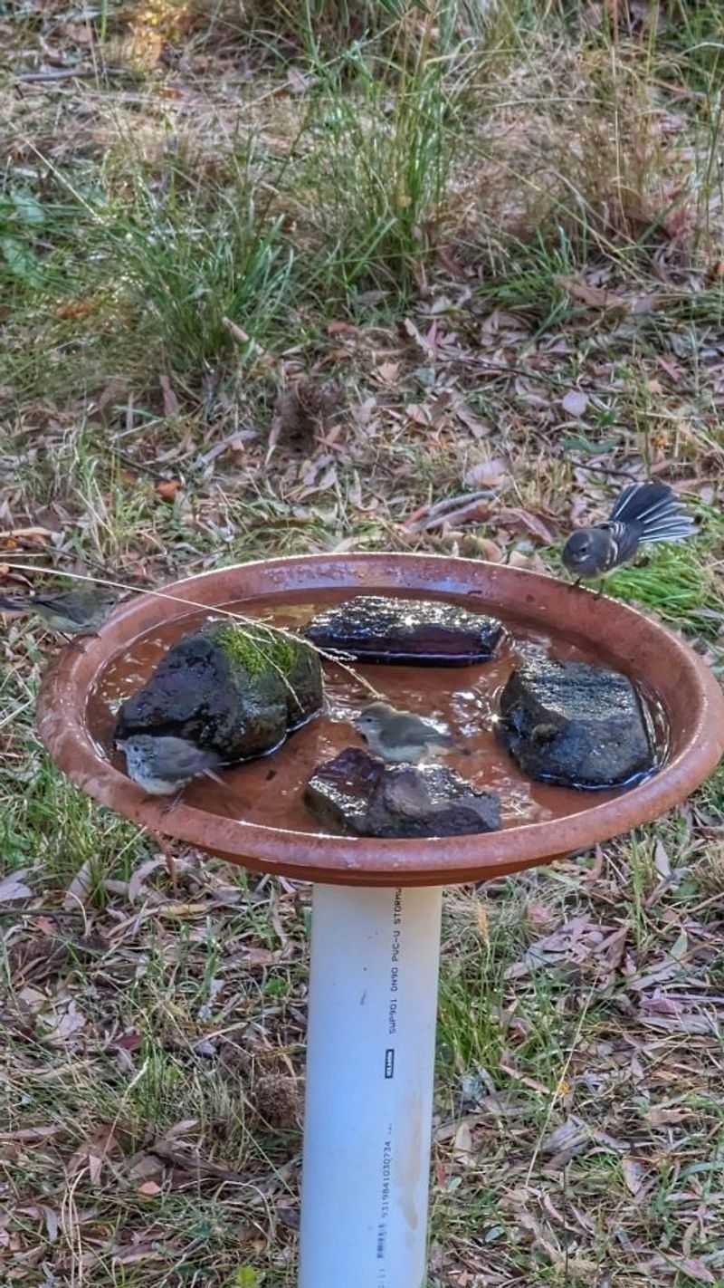 Shallow Ground Baths For Ground-Feeders