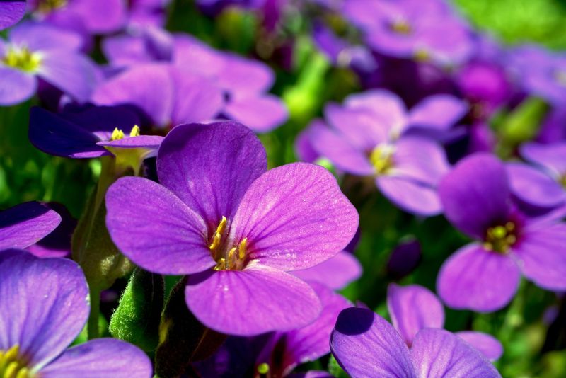 Violets: Edible Beauties for Shade