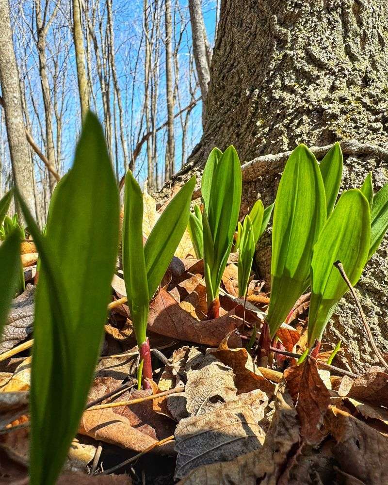 Wild Garlic: Flavorful Surprise