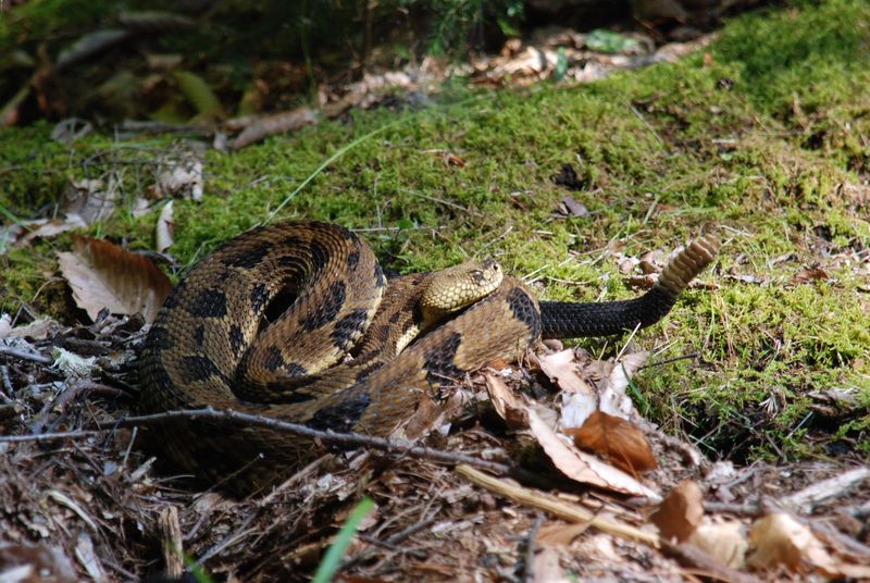 Oklahoma's Cross Timbers Rattlesnake Region