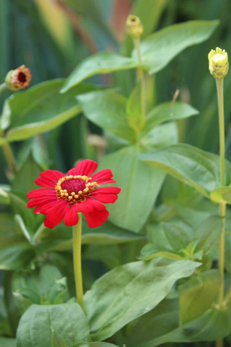 Don't Remove Foliage When Deadheading