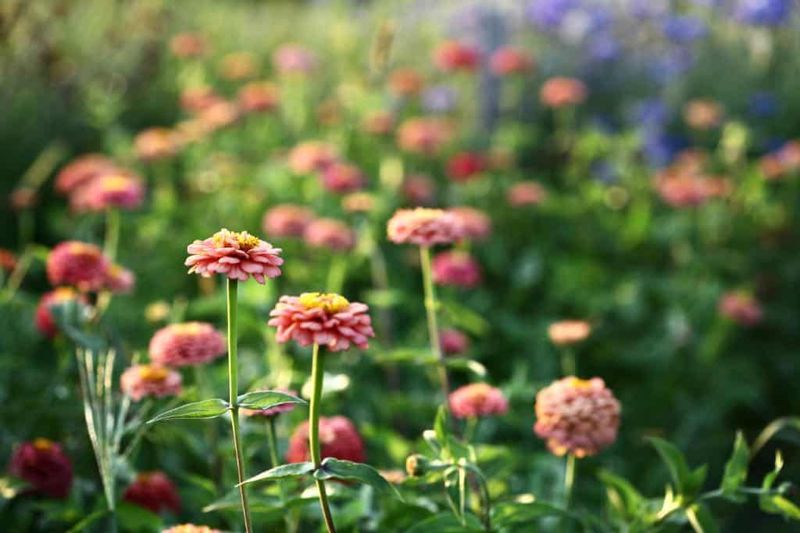 Don't Pull Blooms Off By Hand