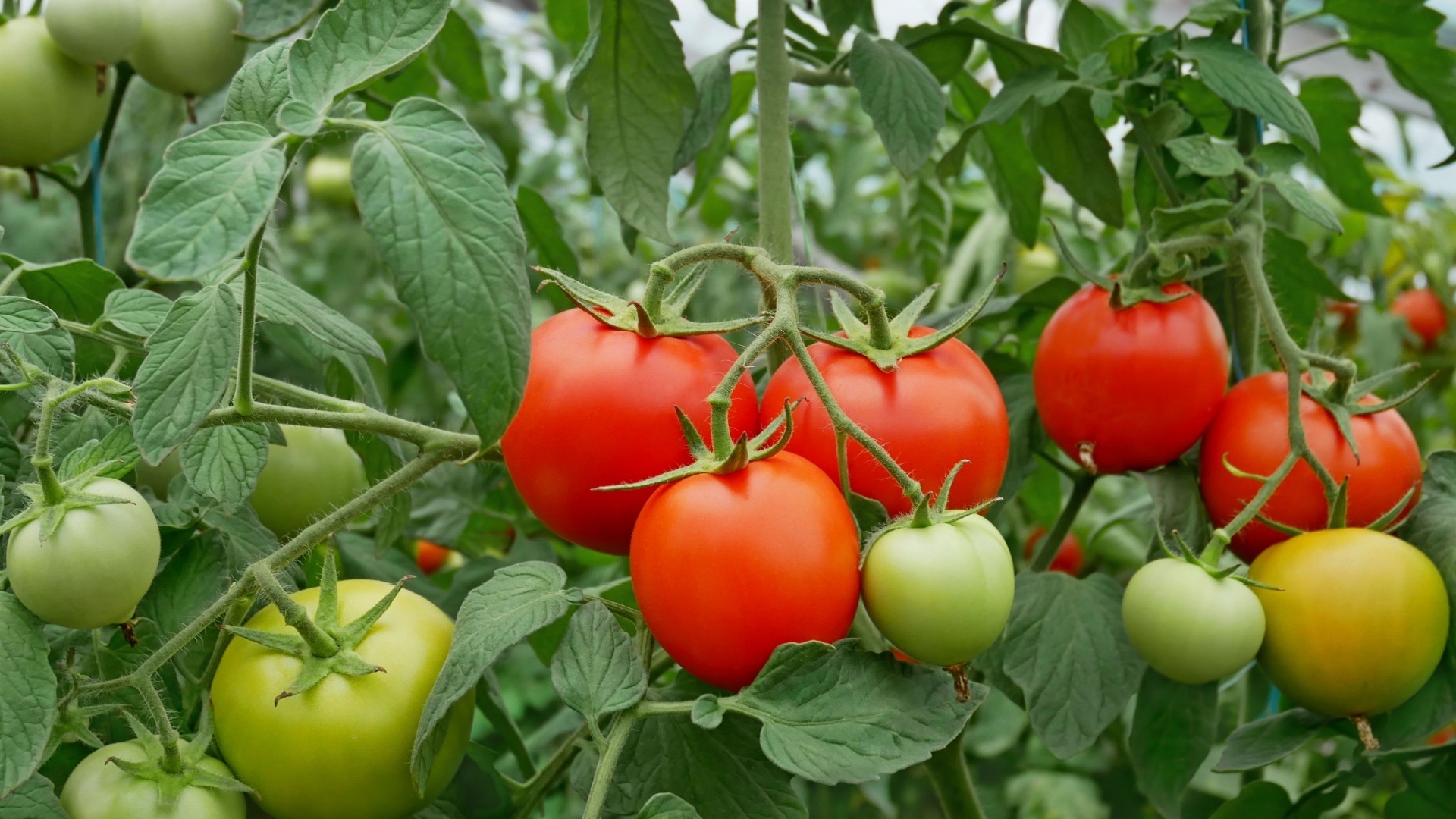 tomato garden