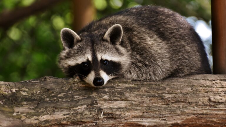 Raccoons