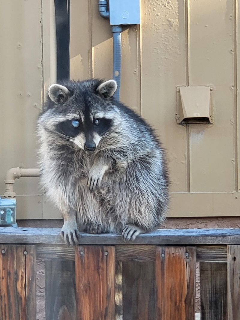 Natural Pest Control