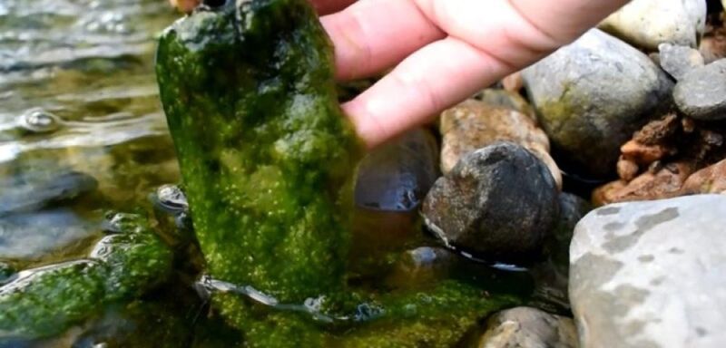 Never Use Algaecides During Heat