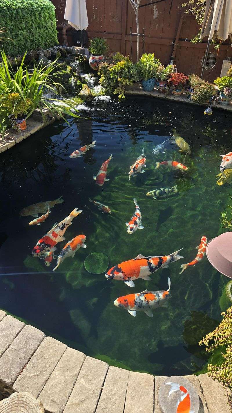 Never Overstock With Fish