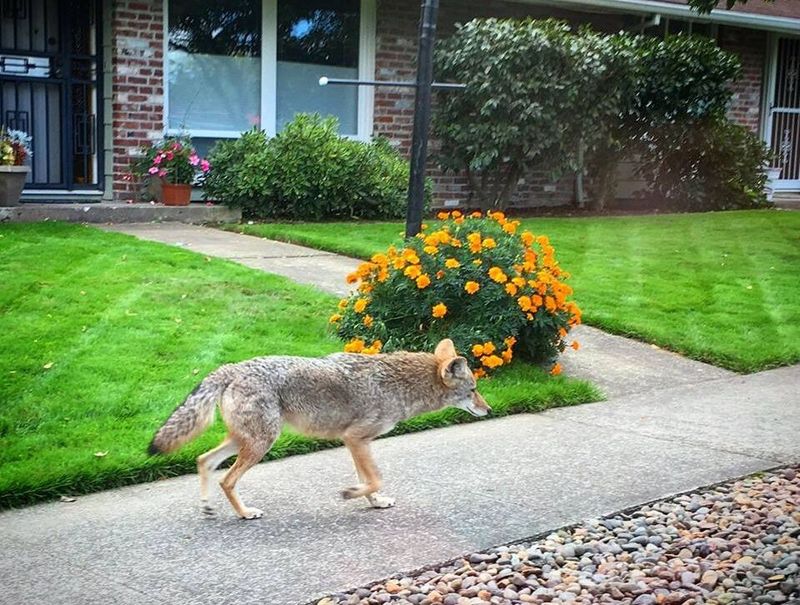 Oregon's Coastal and Forest Coyotes