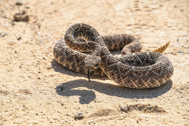 Nevada's Great Basin Rattlesnake Territory