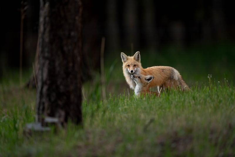 Colorado's Mountain Valleys Harbor Healthy Fox Populations
