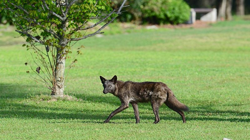 Florida's Surprising Coyote Surge
