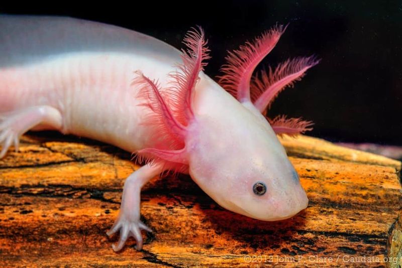 Mexico's Axolotl: The Smiling Regenerator