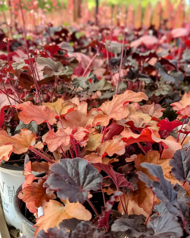 Coral Bells - The Colorful Groundcover