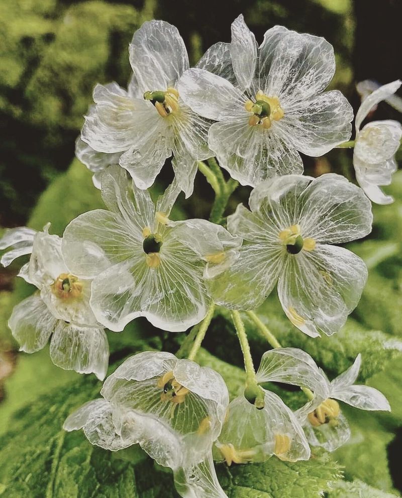 Japan's Dancing Skeleton Flower