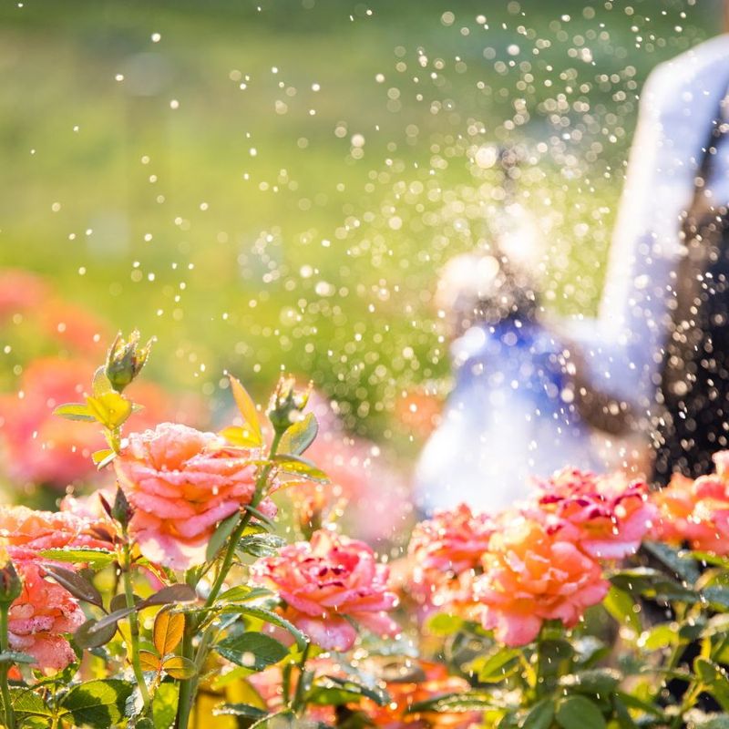 Water Temperature Affects Rose Health
