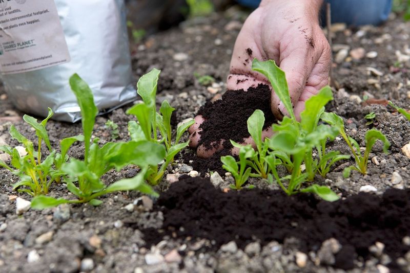 Coffee Grounds For Nitrogen Boost