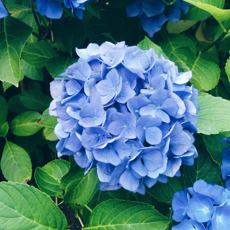 Vinegar For Acid-Loving Plants