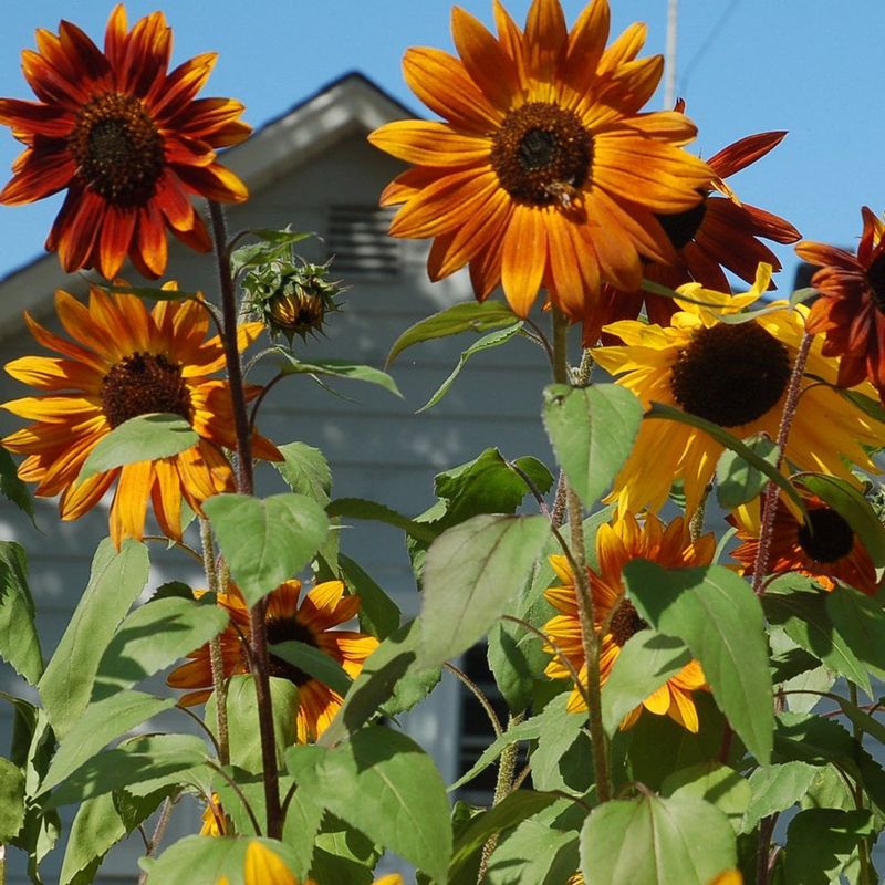 Sunflowers