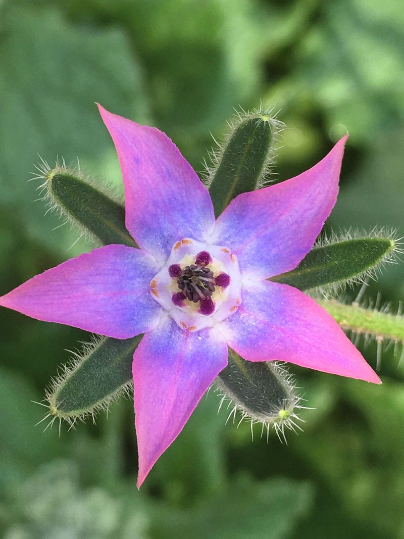 Borage