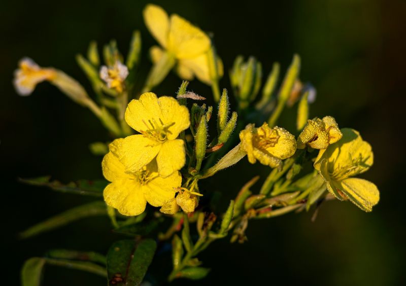 Evening Primrose