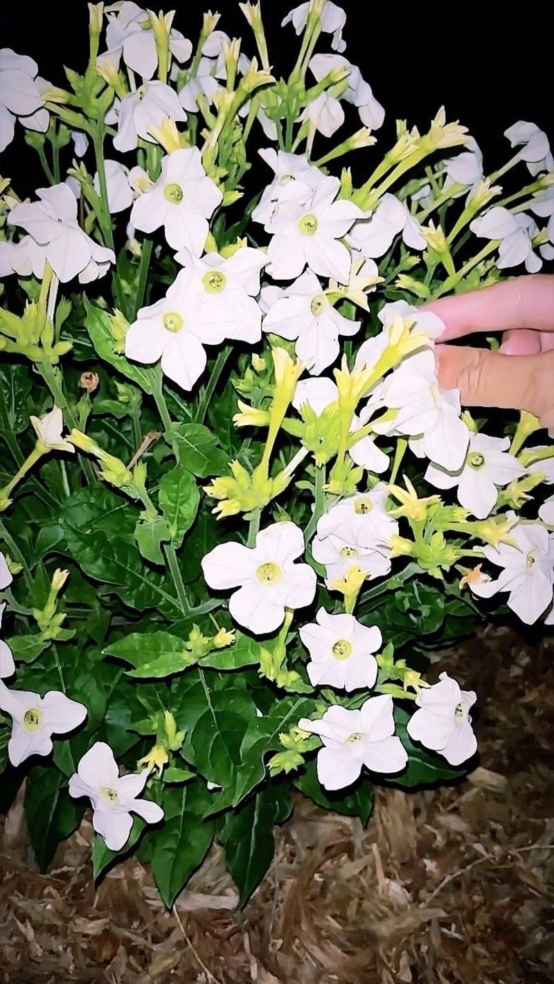 Nicotiana