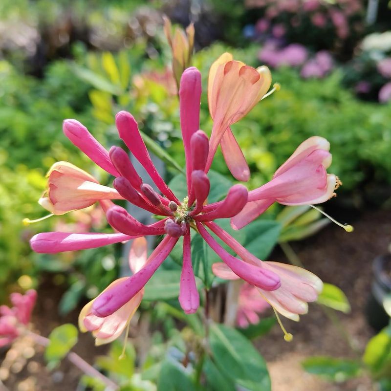 Honeysuckle