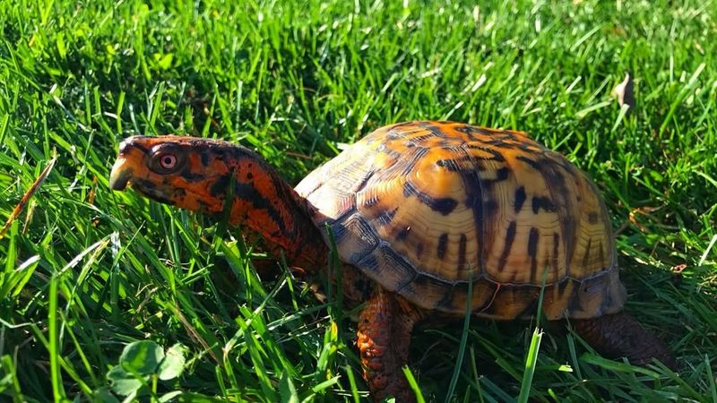 Box Turtles