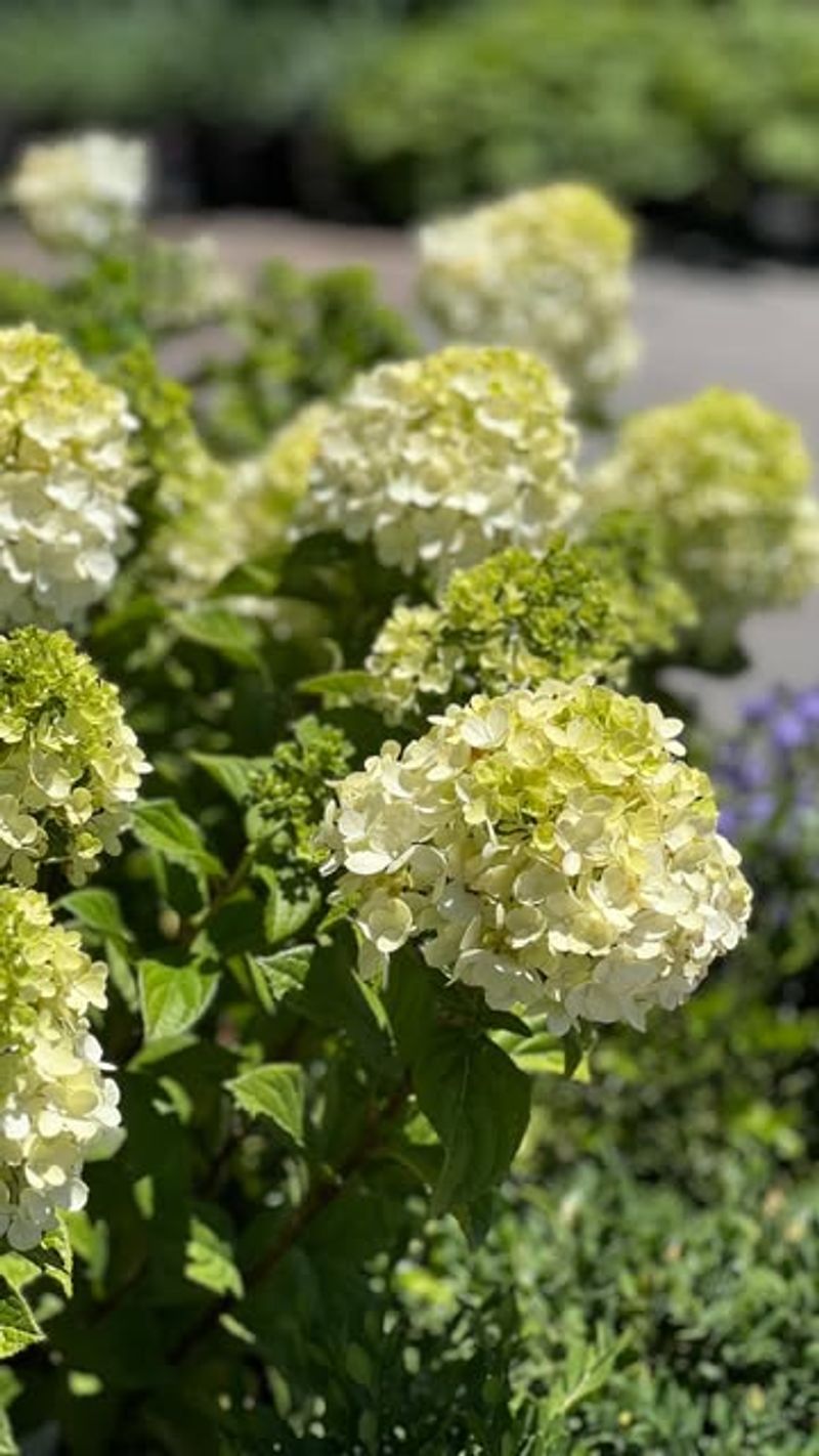 Little Lime Hydrangea