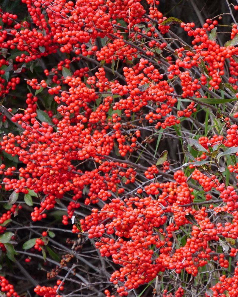 Winterberry Holly