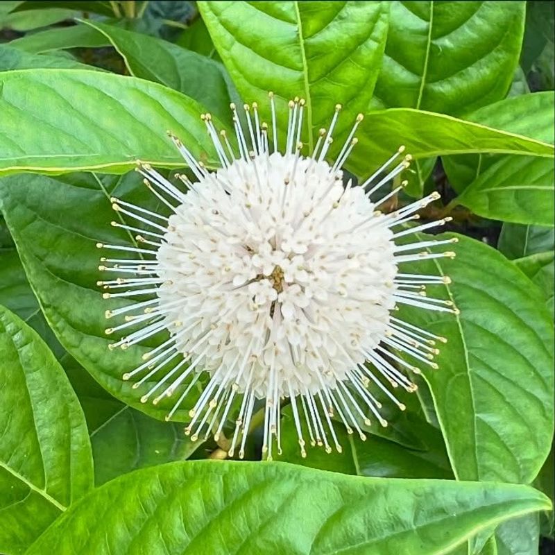 Buttonbush