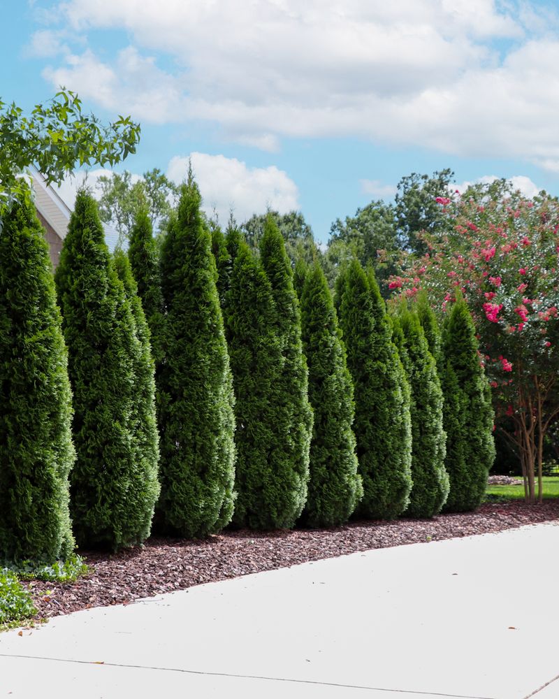Arborvitae