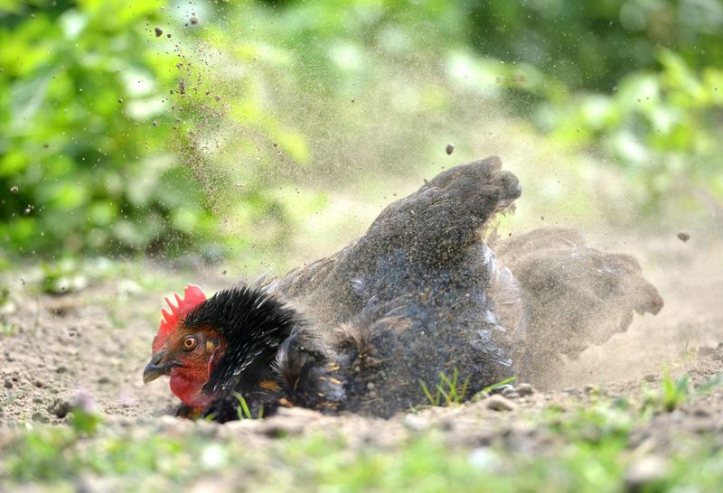Dust Bath Destruction