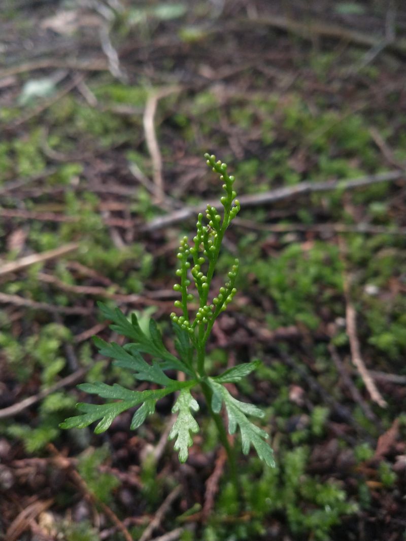 Lunaria Fern