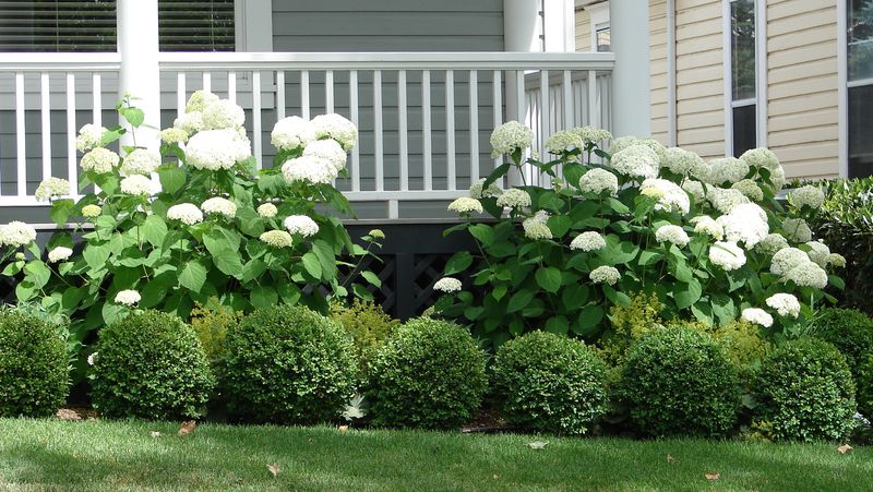 Ugly Foundation Cover-Up With Boxwood