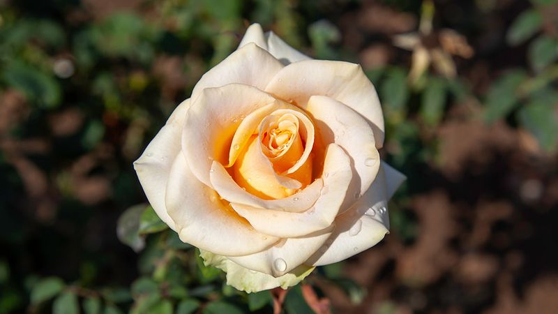Hybrid Tea Roses