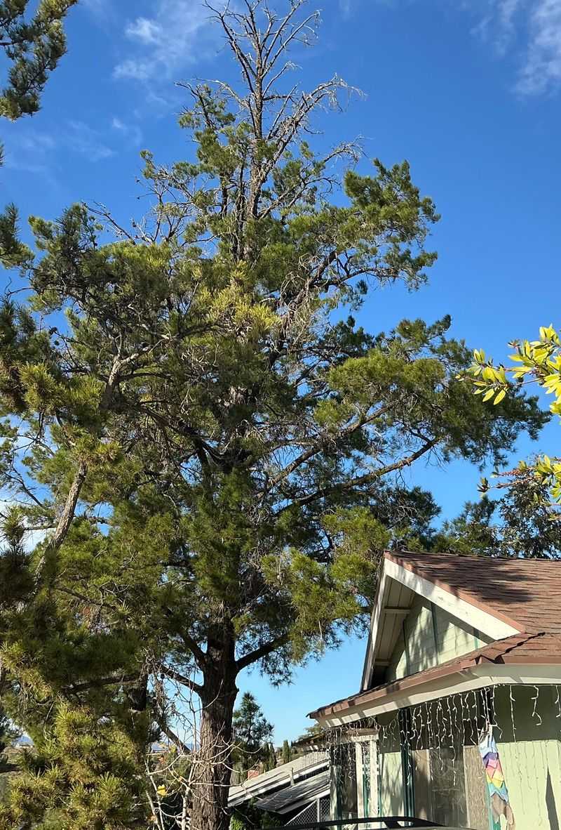 Monterey Pine