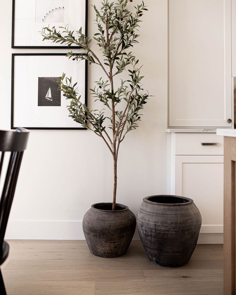 Olive Tree