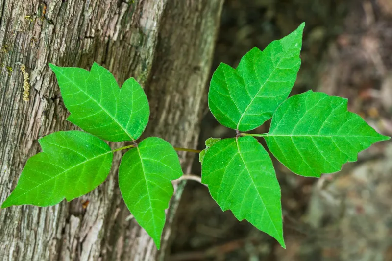 Poison Ivy: The Three-Leafed Menace