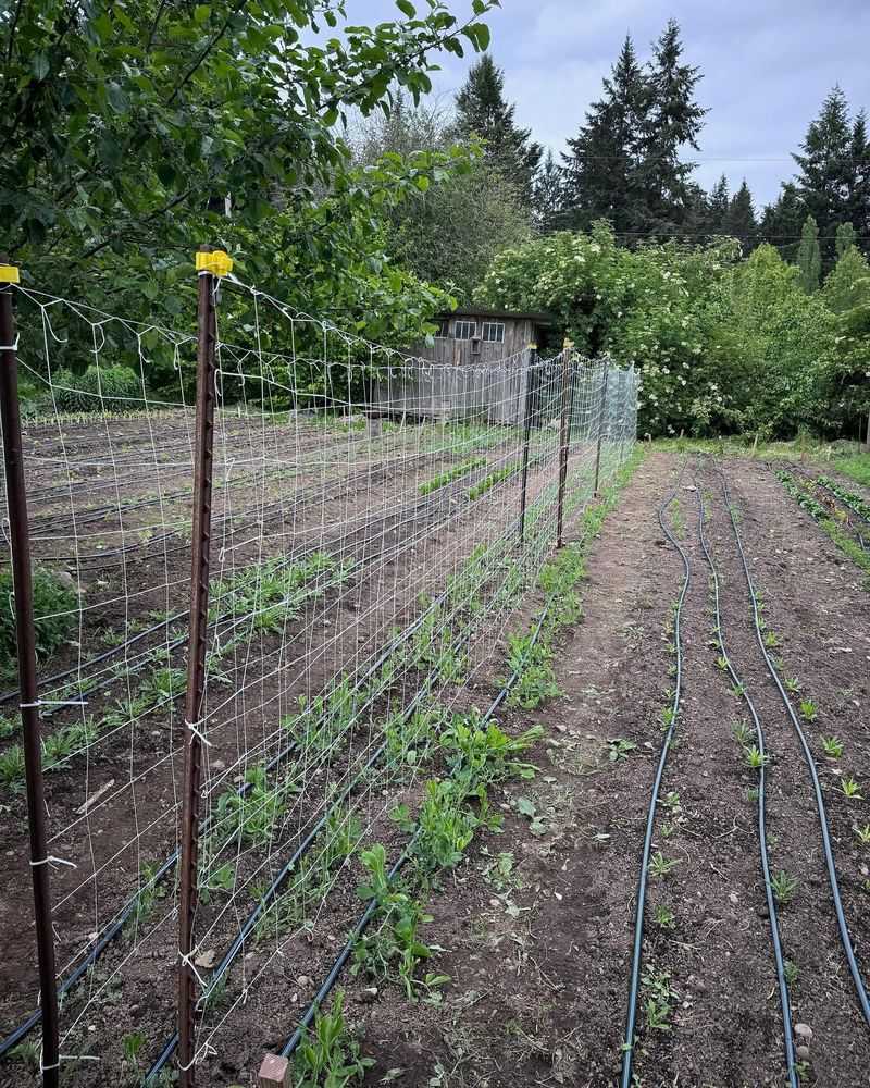 Fence Lines