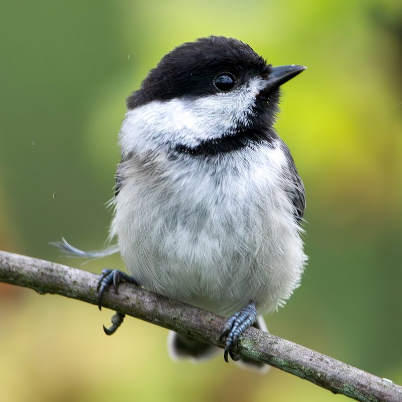 Chickadees