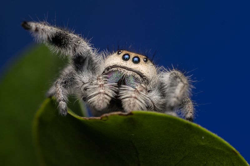 Jumping Spider