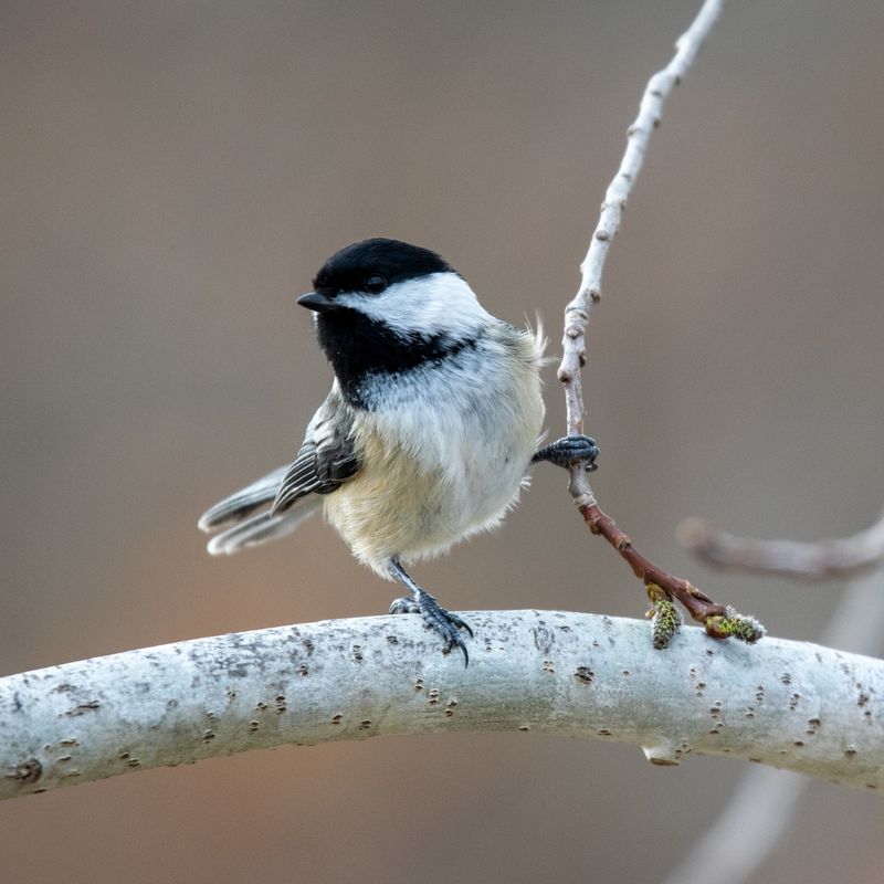Black-Capped Chickadee