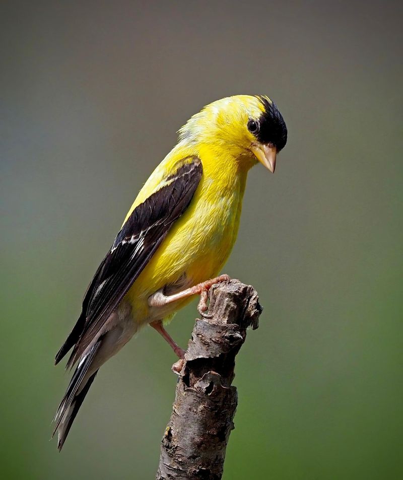 American Goldfinch