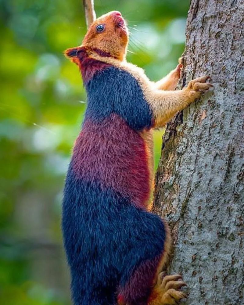 India's Malabar Giant Squirrel: The Rainbow Tree Dweller