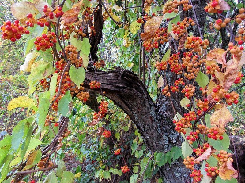 Oriental Bittersweet: The Tree Strangler